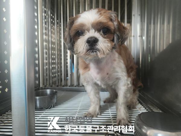 종료(입양) 시츄의…